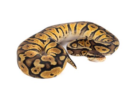 Python regius, pastel mahogany