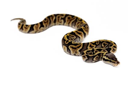 Python regius, GHI pastel