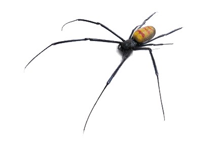 Achat Arachnide - Araignées - La Ferme Tropicale