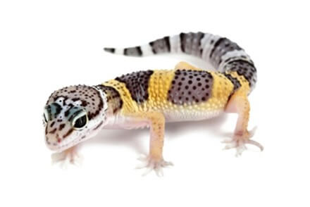 Achat Geckos Léopard - Geckos Léopards - La Ferme Tropicale