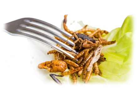 Insectes pour l'alimentation humaine