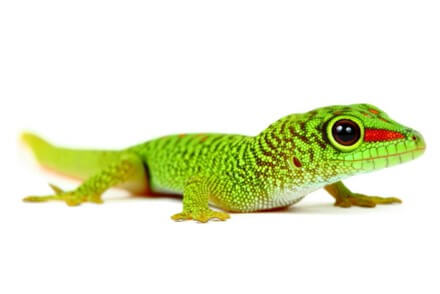 Achat Gecko - Geckos - La Ferme Tropicale